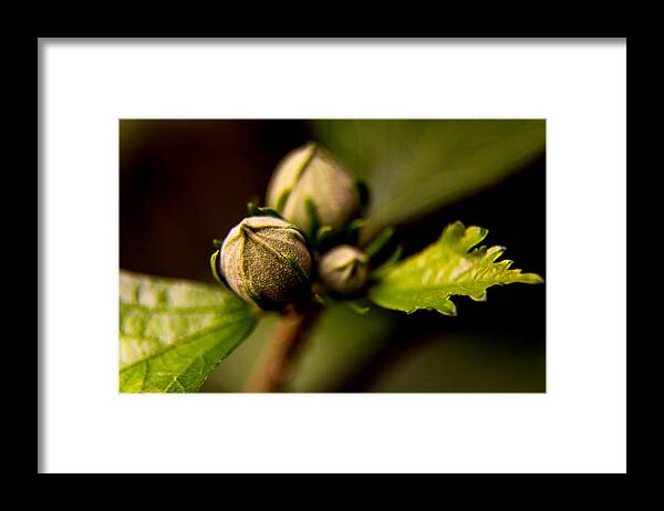  Framed Print featuring the photograph Budding #1 by Micah Goff