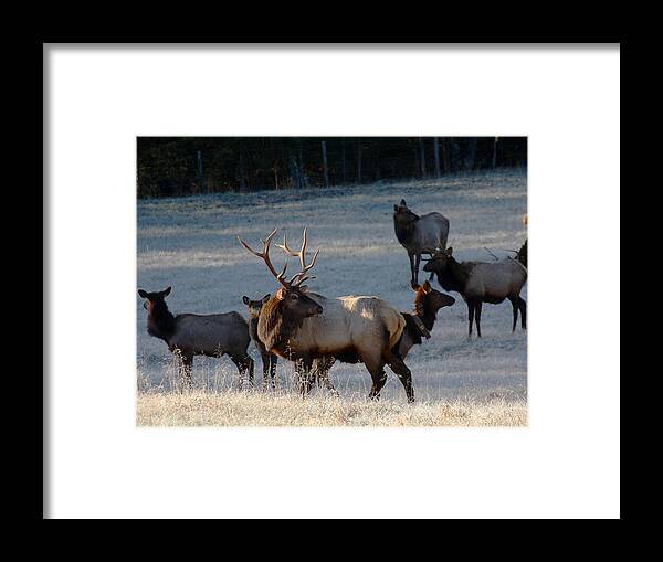 Bull Elk Framed Print featuring the photograph Bull Elk in Frost by Michael Dougherty