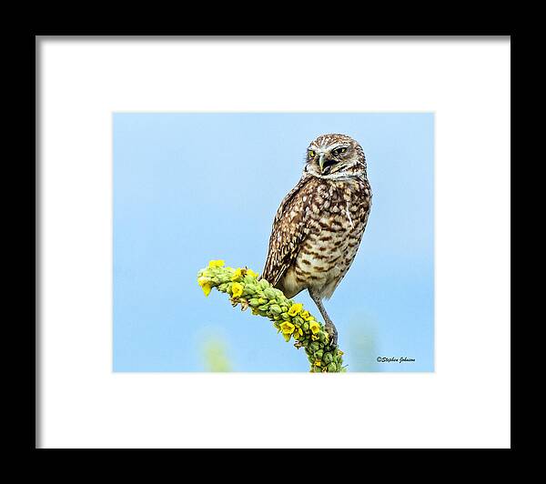 Burrowing Owl Framed Print featuring the photograph Burrowing Owl on Mullein Plant #1 by Stephen Johnson