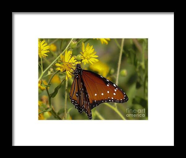 Butterfly Framed Print featuring the photograph Butterfly 3 by Christy Garavetto