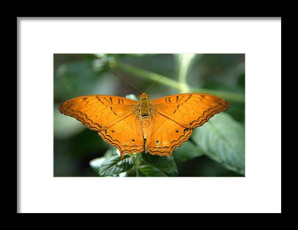 Butterfly Framed Print featuring the photograph Butterfly by Jerry Cahill
