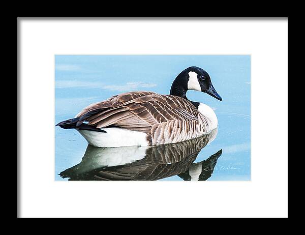 Heron Heaven Framed Print featuring the photograph Canada Geese In Spring #1 by Ed Peterson