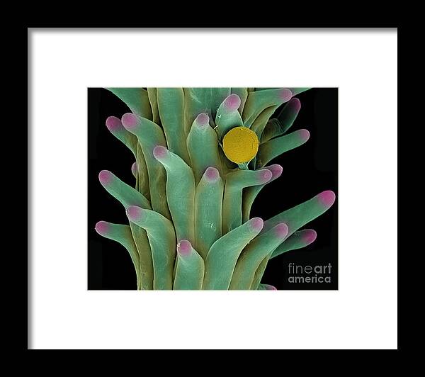 Biological Framed Print featuring the photograph Cannabis Pollen in Stigma #1 by Ted Kinsman