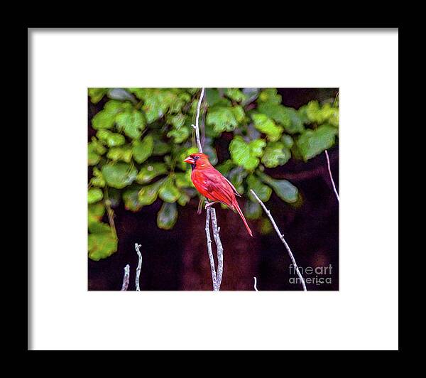 Nature Framed Print featuring the painting Cardinal Twigging a Break by DB Hayes