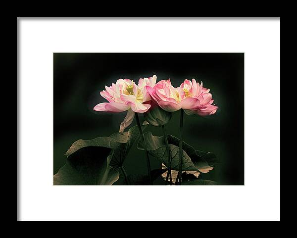 Lotus Framed Print featuring the photograph Caressed by Jessica Jenney