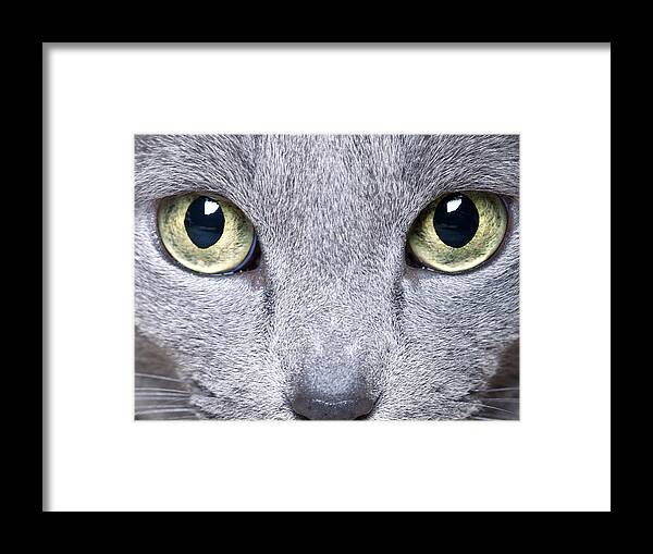 Cat Framed Print featuring the photograph Cat Eyes #1 by Nailia Schwarz