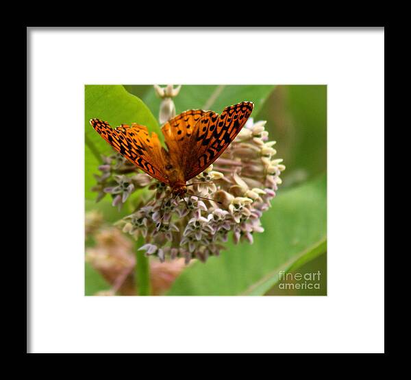 Butterfly Framed Print featuring the photograph Catching a drink #1 by Deena Withycombe