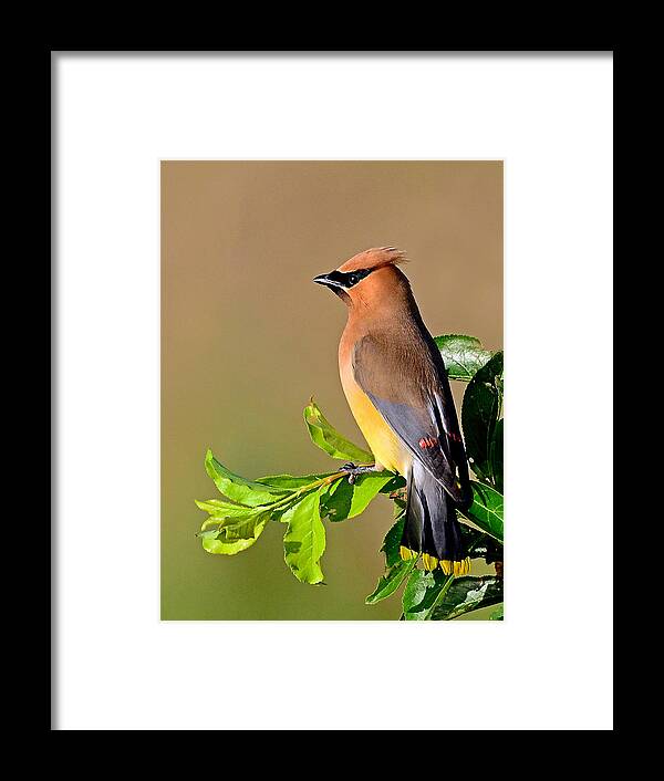 Bird Framed Print featuring the photograph Cedar Waxwing #1 by Rodney Campbell