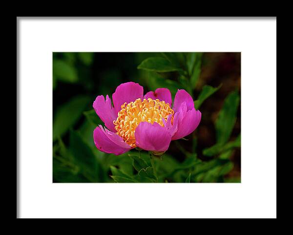 Flowers Framed Print featuring the pyrography Center of Attention #1 by Don Wright