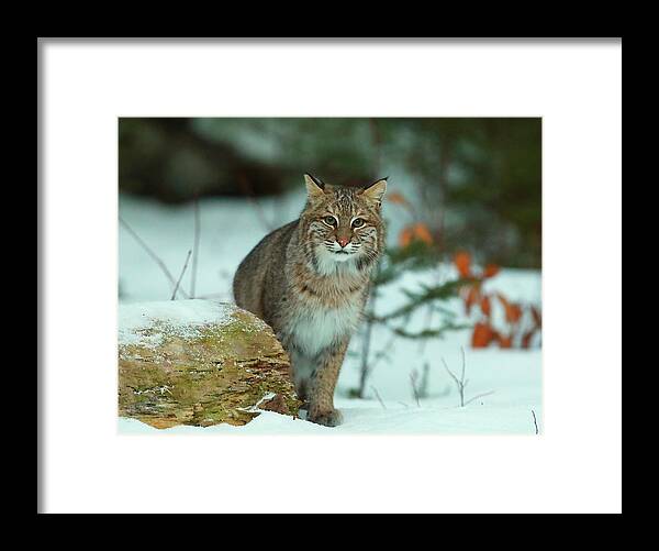 Bobcat Framed Print featuring the photograph Checking Me Out #1 by Duane Cross