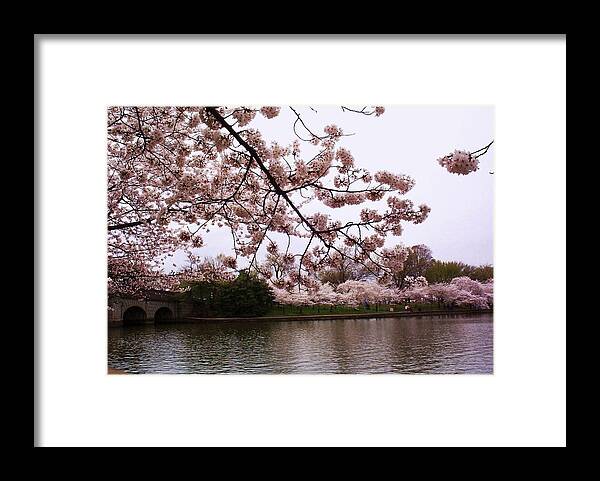 Cherry Blossoms Framed Print featuring the photograph Cherry Blossom Bridge #1 by Joyce Kimble Smith