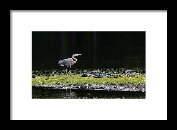 Great Blue Heron Framed Print featuring the photograph Chesapeake Bay Great Blue Heron #1 by Patrick Wolf