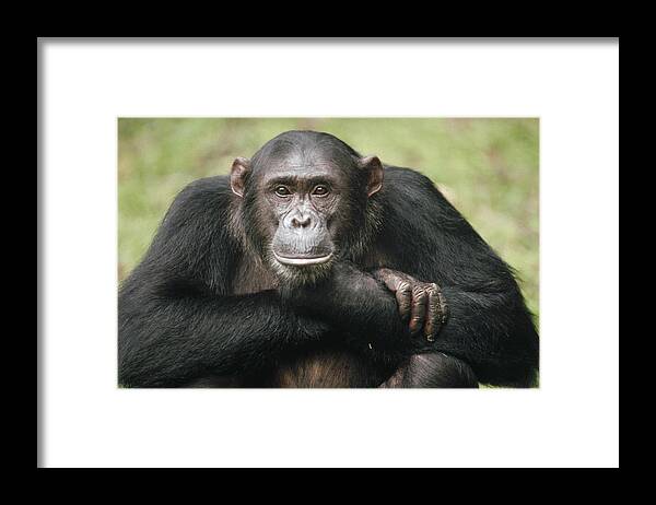 Mp Framed Print featuring the photograph Chimpanzee Pan Troglodytes Portrait #1 by Gerry Ellis