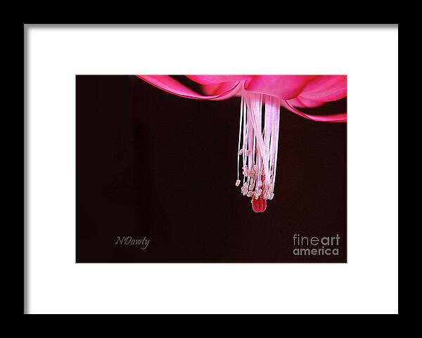 Christmas Cactus Stamen Framed Print featuring the photograph Christmas Cactus Stamen by Natalie Dowty