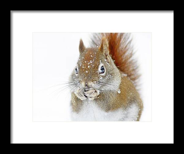 Squirrel Framed Print featuring the photograph Christmas Squirrel #1 by Mircea Costina