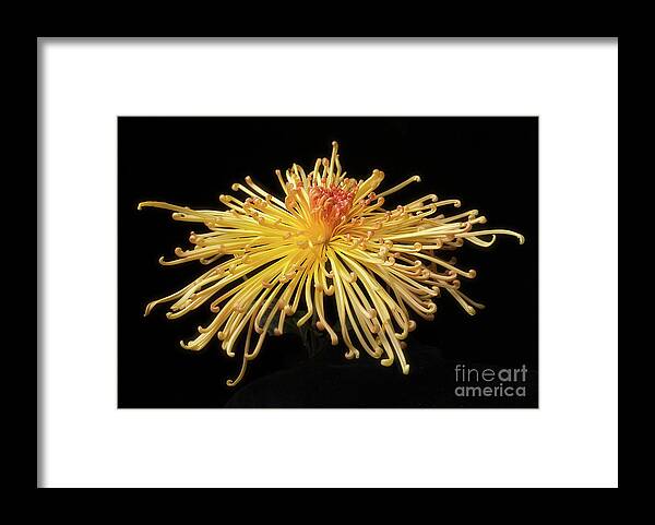 Flower Framed Print featuring the photograph Chrysanthemum 'Lava' #1 by Ann Jacobson