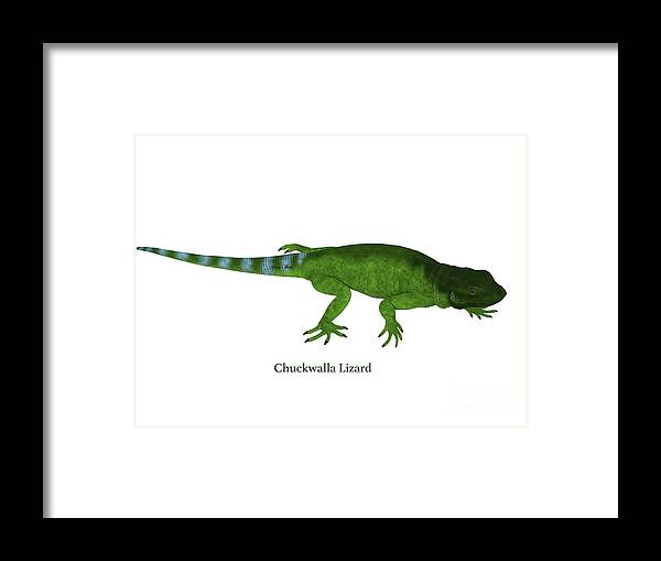 Chuckwalla Framed Print featuring the digital art Chuckwalla Lizard Side Profile #1 by Corey Ford