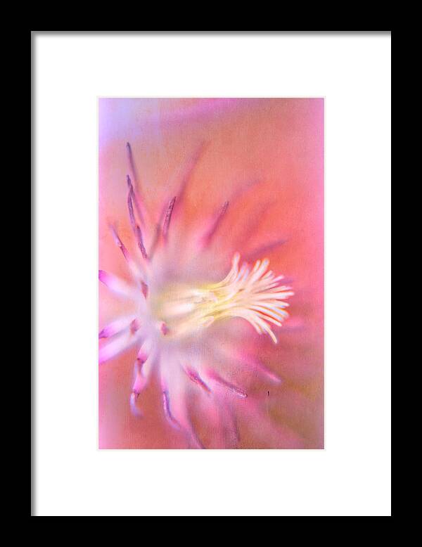 Magenta Clematis Framed Print featuring the photograph Clematis #1 by Bonnie Bruno