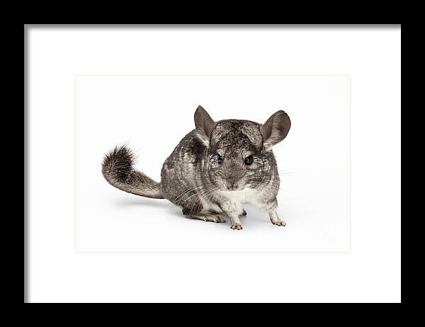 Chinchilla Framed Print featuring the photograph Closeup Chinchilla in Profile View on white by Sergey Taran