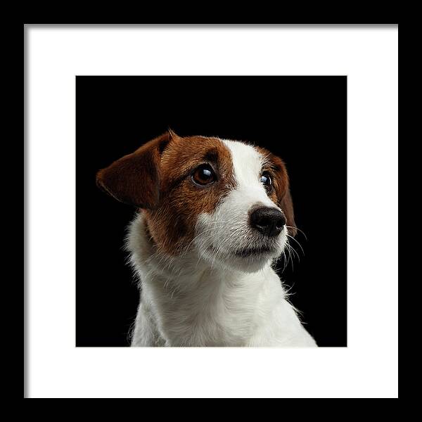  Closeup Framed Print featuring the photograph Closeup Portrait of Jack Russell Terrier Dog on Black by Sergey Taran