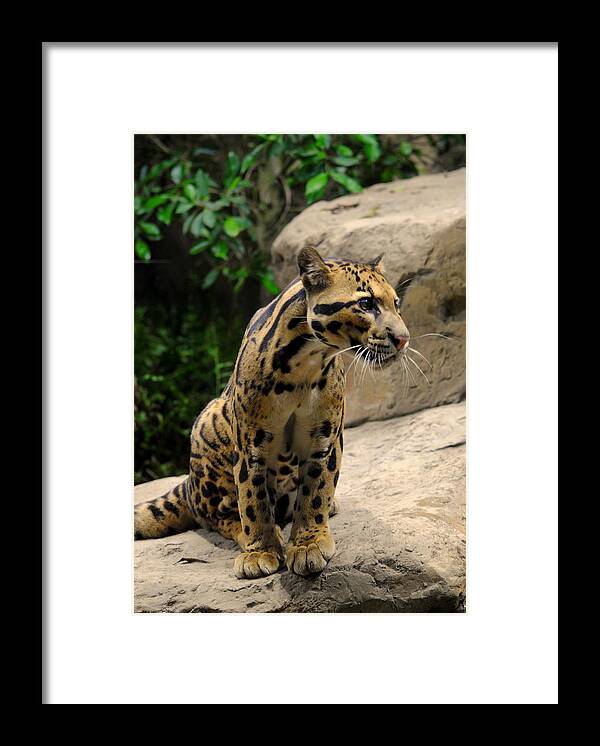 Clouded Leopard Framed Print featuring the photograph Clouded Leopard Neofelis nebulosa #1 by Nathan Abbott