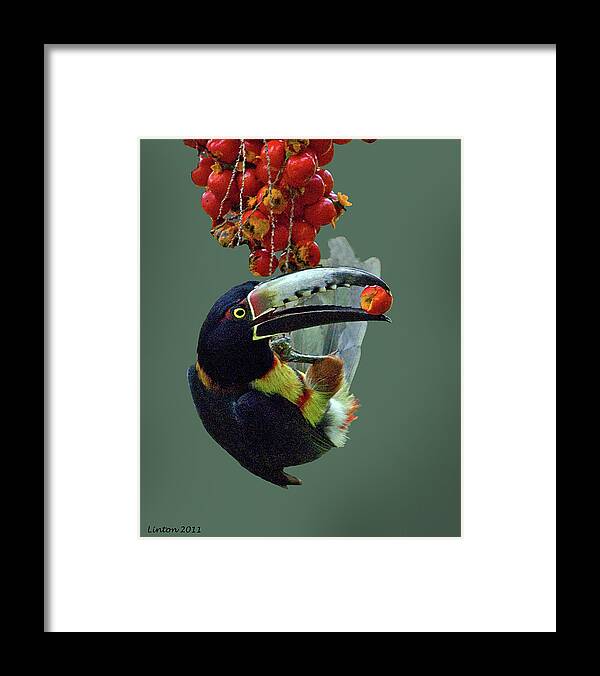 Collared Aracari Framed Print featuring the photograph Collared Aracari 2 #1 by Larry Linton