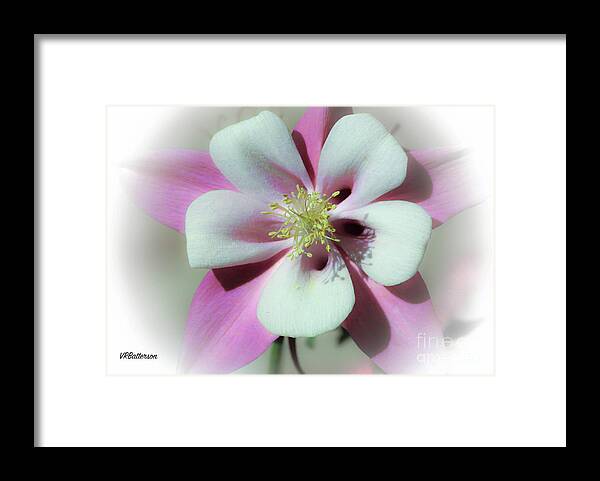 Columbine Framed Print featuring the photograph Columbine #1 by Veronica Batterson