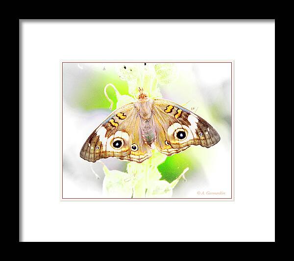 Taxonomy Framed Print featuring the photograph Common Buckeye Butterfly, Junonia coenia #1 by A Macarthur Gurmankin