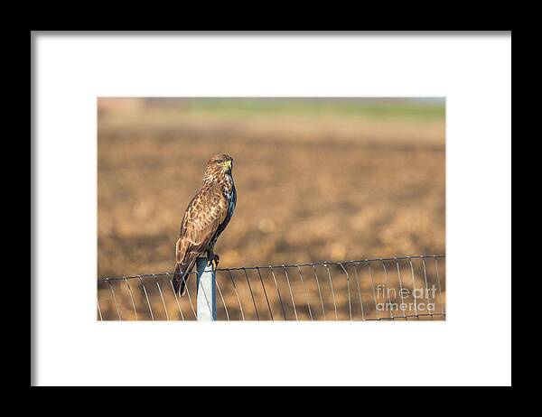 Accipitridae Framed Print featuring the photograph Common Buzzard Along the Highway Nis - Budapest #1 by Jivko Nakev
