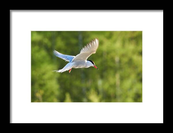 Isosuo Framed Print featuring the photograph Common tern #1 by Jouko Lehto