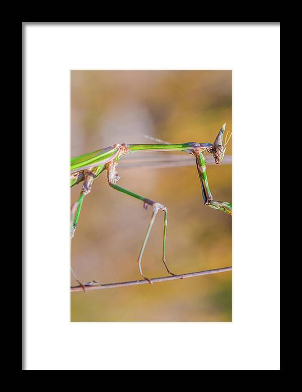 Animalia Framed Print featuring the photograph Conehead mantis female by Jivko Nakev