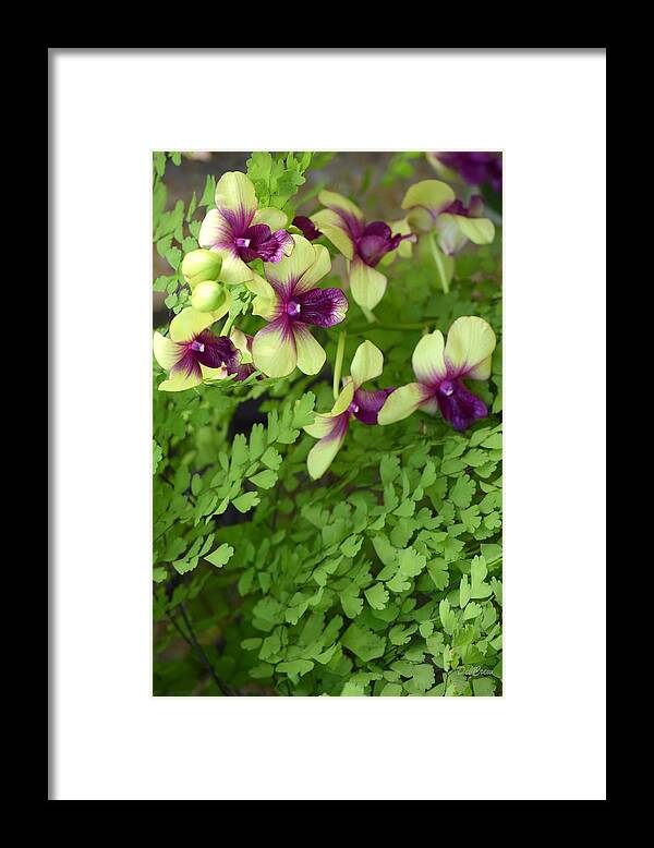 Floral Framed Print featuring the photograph Contrasts #1 by Deborah Crew-Johnson