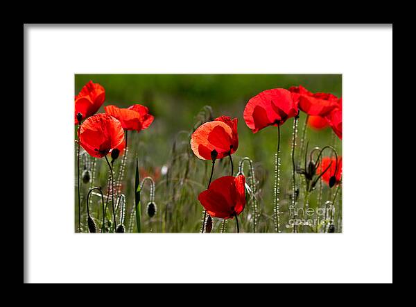 Poppy Framed Print featuring the photograph Corn Poppy Flowers #1 by Nailia Schwarz