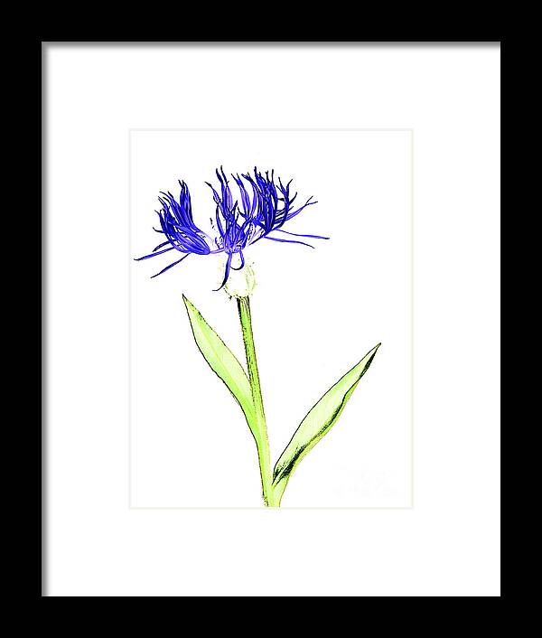 Digital Framed Print featuring the photograph Cornflower No.5 by Tony Mills