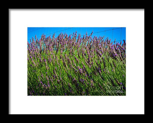 Flowers Framed Print featuring the photograph Country Lavender IV #1 by Shari Warren