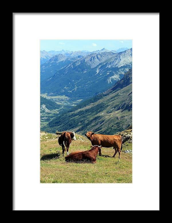 Agriculture Framed Print featuring the photograph Cows at the Galibier pass, France #1 by Elenarts - Elena Duvernay photo