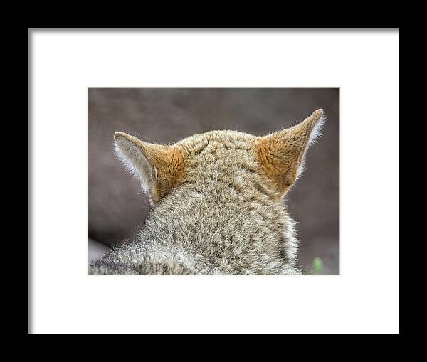 Coyote Framed Print featuring the photograph Coyote #1 by Tam Ryan