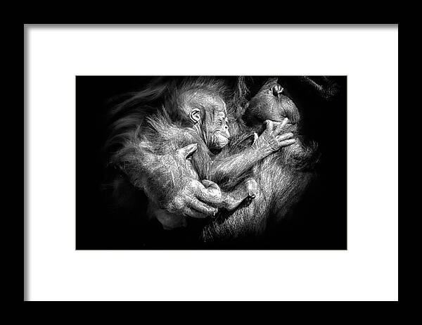 Crystal Yingling Framed Print featuring the photograph Cradle #1 by Ghostwinds Photography