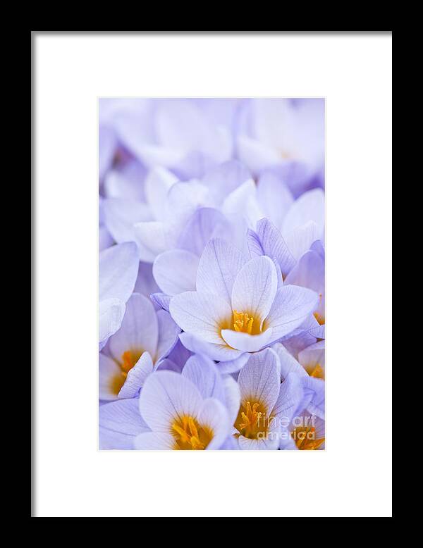 Crocus Framed Print featuring the photograph Crocus flowers #1 by Elena Elisseeva