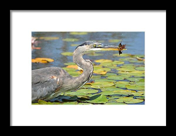 Great Blue Heron Framed Print featuring the photograph Crunch #1 by Fraida Gutovich