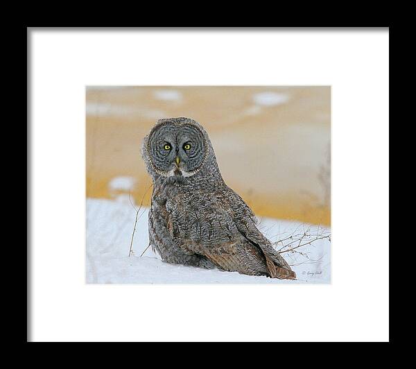 Nature Framed Print featuring the photograph Curses Foiled Again #1 by Gerry Sibell