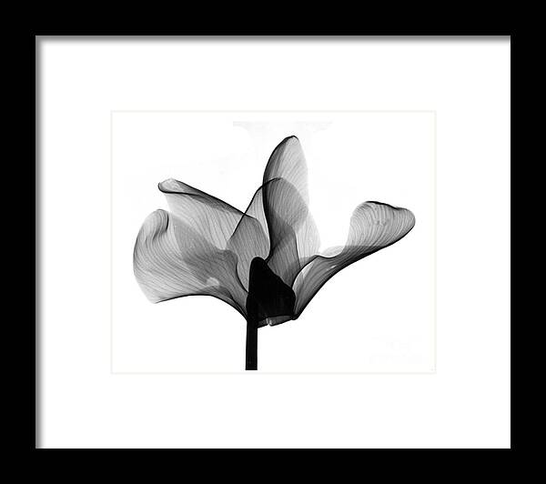 Nature Framed Print featuring the photograph Cyclamen Flower X-ray by Bert Myers