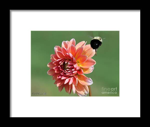 Mccombie Framed Print featuring the photograph Dahlia named A La Mode #1 by J McCombie
