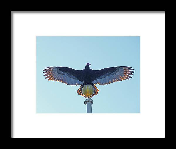 Turkey Vulture Framed Print featuring the photograph DB6347 Turkey Vulture on our Flagpole #1 by Ed Cooper Photography
