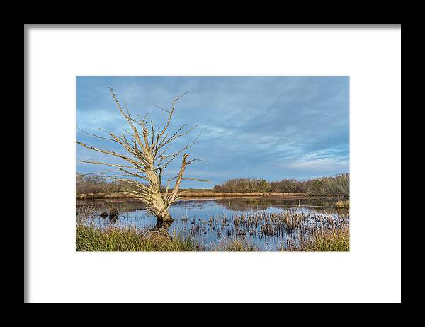 North Spit Framed Print featuring the photograph Dead Tree in Marsh #1 by Greg Nyquist