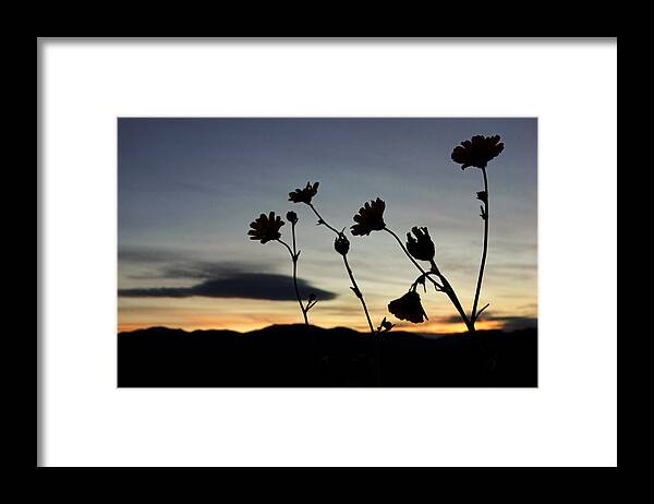 Superbloom 2016 Framed Print featuring the photograph Death Valley Superbloom 104 #1 by Daniel Woodrum