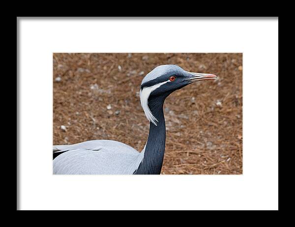 Lowry Park Zoo Framed Print featuring the photograph Demoiselle Crane #1 by Larah McElroy