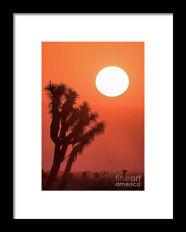 Tree Framed Print featuring the photograph Desert Sunrise by Vincent Bonafede