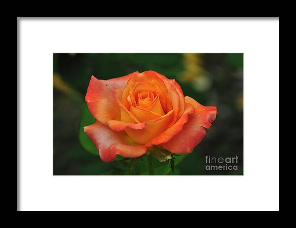 A Single Orange Rose Says: i Am Proud Of You Framed Print featuring the photograph Desire #1 by Nona Kumah