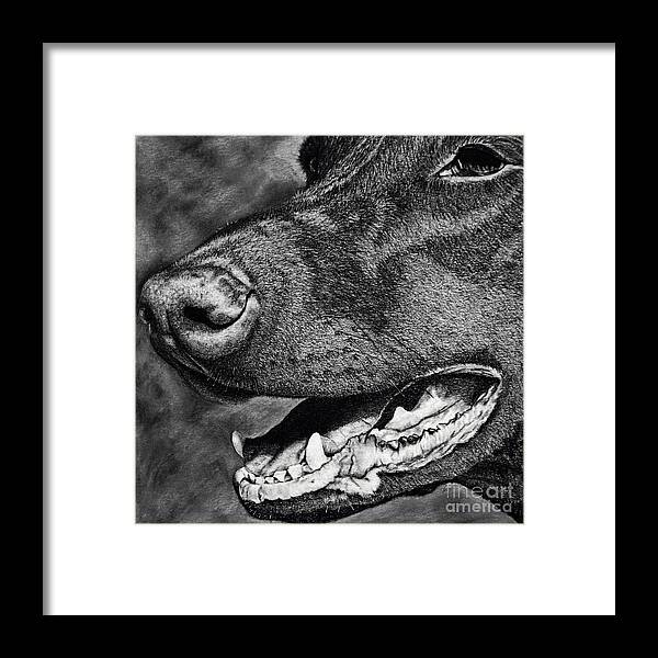 Dog Framed Print featuring the drawing Doberman Face by Terri Mills